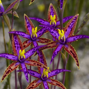 Thelymitra speciosa